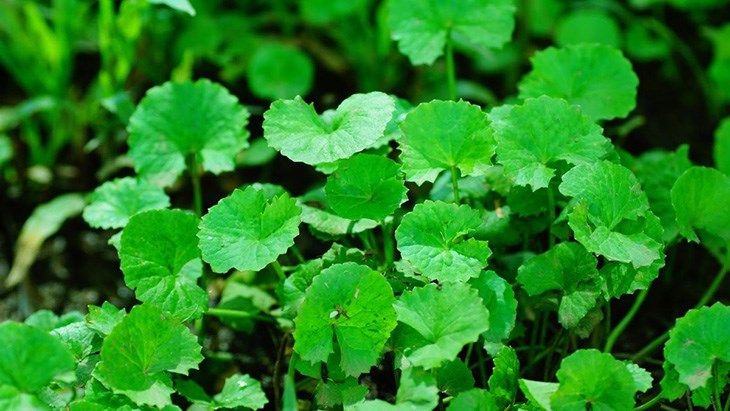 Rau má với khả năng kháng vi khuẩn và chống viêm, rau má giúp làm dịu và giảm viêm da mụn.