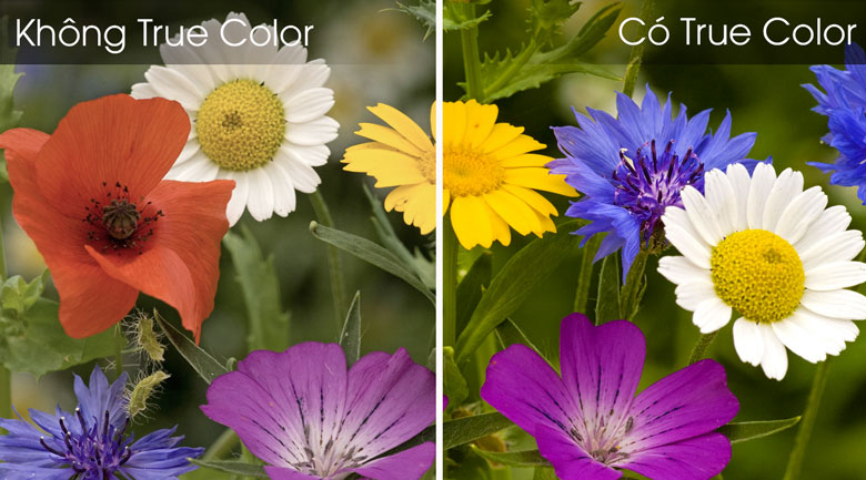 Công nghệ True Color tái tạo màu sắc tự nhiên, rực rỡ như thật