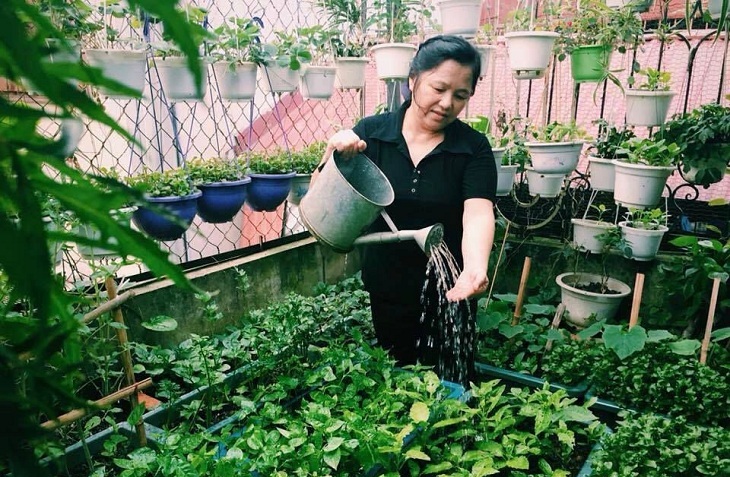 Nước xà phòng và tinh dầu thực vật đuổi côn trùng và sâu bệnh hiệu quả