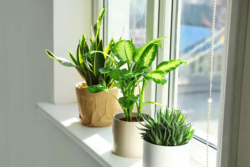 Sử dụng cây xanh