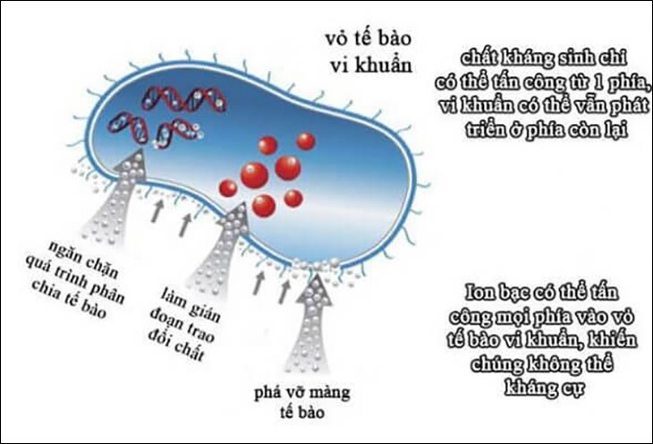 Các vi khuẩn sẽ bị ức chế, ngăn chặn sự phát triển nhờ sự chuyển hóa oxy từ nguyên tử Bạc (Ag+)
