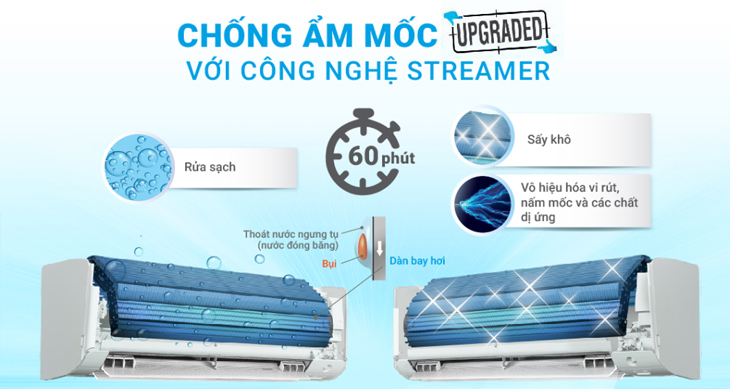 Phân hủy và loại bỏ nấm mốc