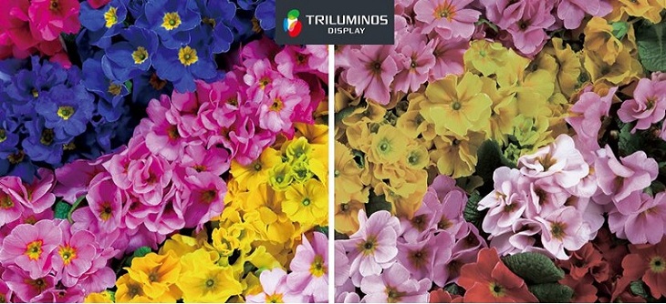 tivi sony với công nghệ chấm lượng tử