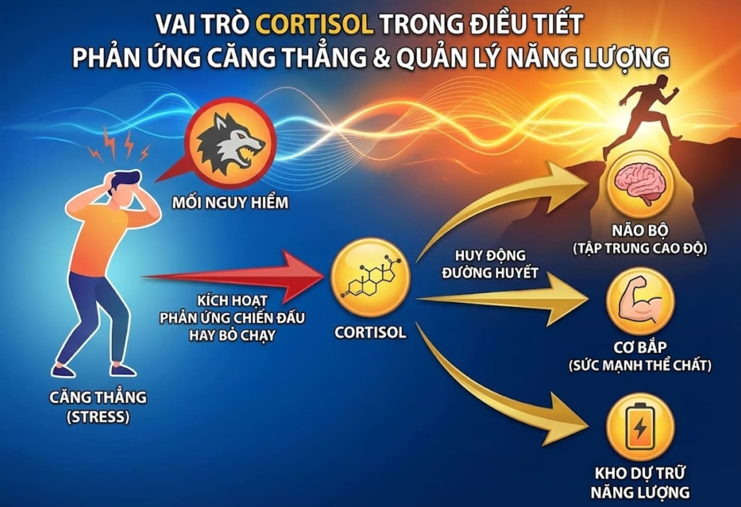 Cortisol có vai trò điều tiết phản ứng căng thẳng và quản lý năng lượng cơ thể