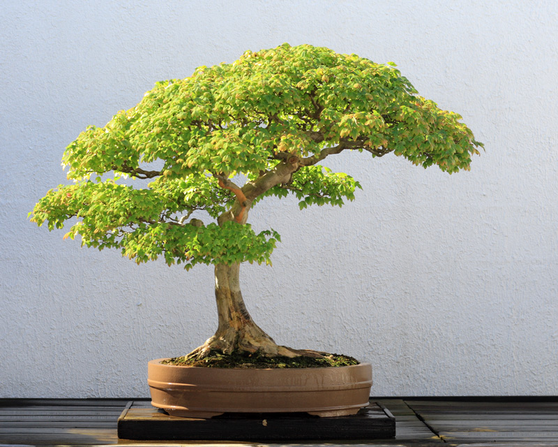 Chọn quà theo sở thích như trà, cây cảnh giúp ông bà cảm nhận rõ sự thấu hiểu và tình cảm từ con cháu