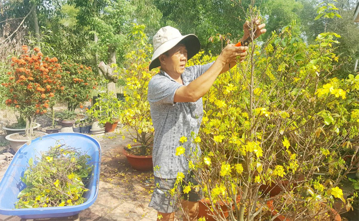 Tỉa cành cây