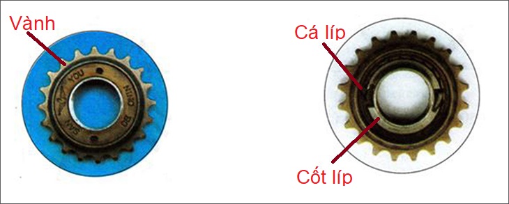 Líp gồm 2 bộ phận chính là vành và cốt