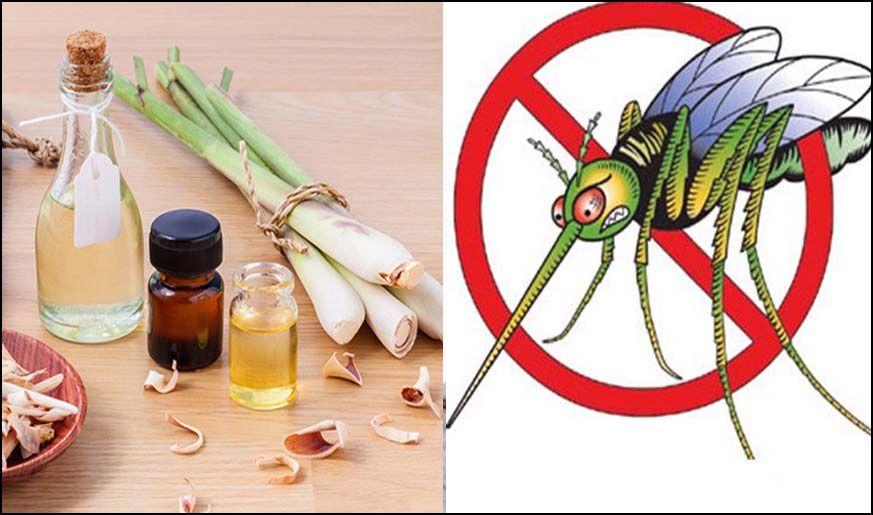 Xua đuổi côn trùng gây bệnh