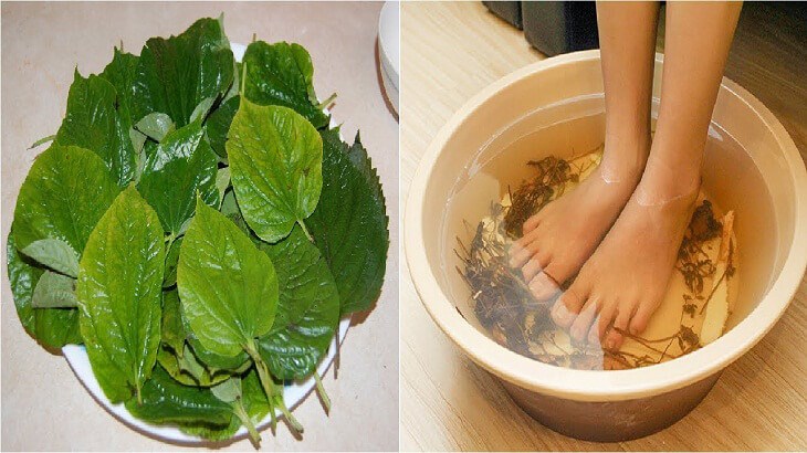 Chuẩn bị 30g lá lốt tươi đổ vào 1.5l nước sôi để ngâm chân