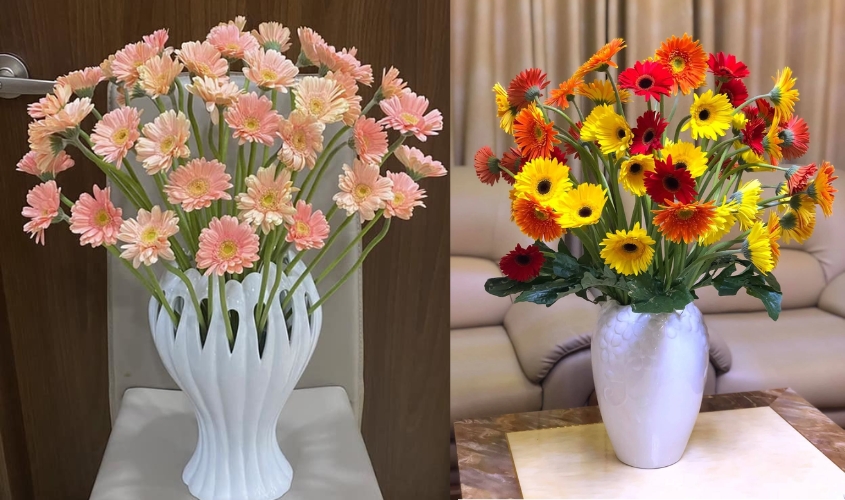Hoa Đồng Tiền tượng trưng cho niềm vui và tài lộc dồi dào