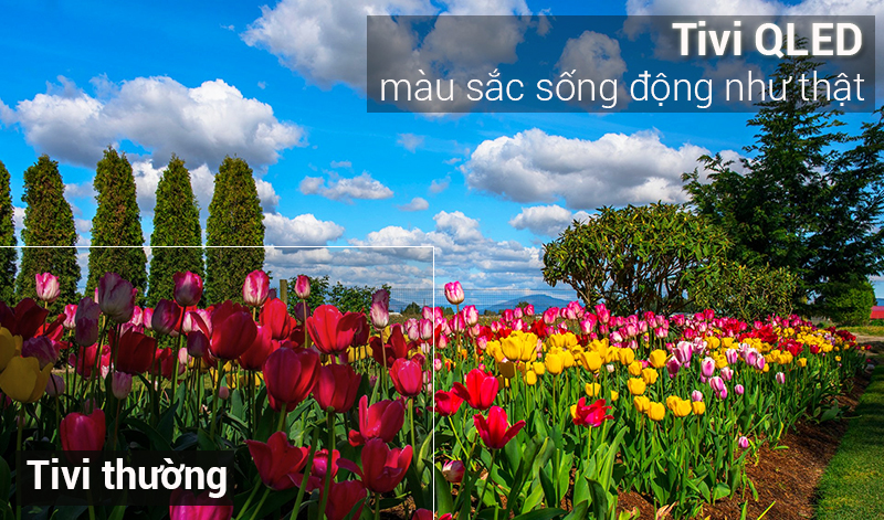 Công nghệ Q-Picture trên tivi QLED