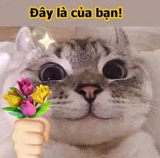 Bộ meme mèo cute dành cho cặp đôi, giúp bạn thả thính, bày tỏ cảm xúc một cách dễ thương