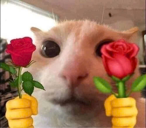 Bộ meme mèo cute dành cho cặp đôi, giúp bạn thả thính, bày tỏ cảm xúc một cách dễ thương
