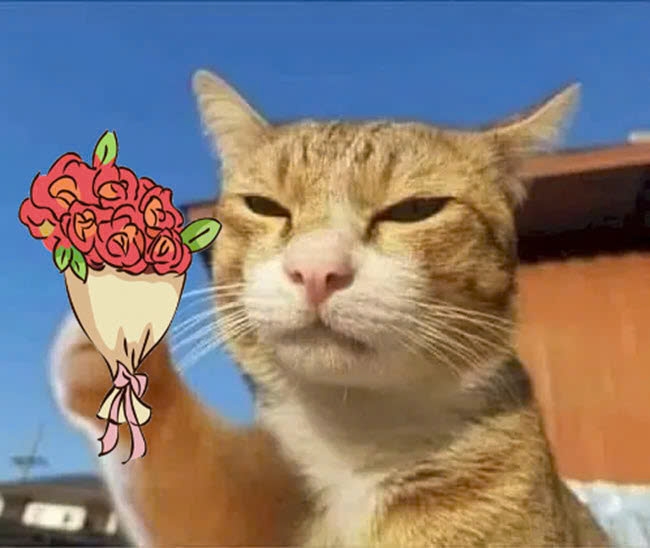 Bộ meme mèo cute dành cho cặp đôi, giúp bạn thả thính, bày tỏ cảm xúc một cách dễ thương