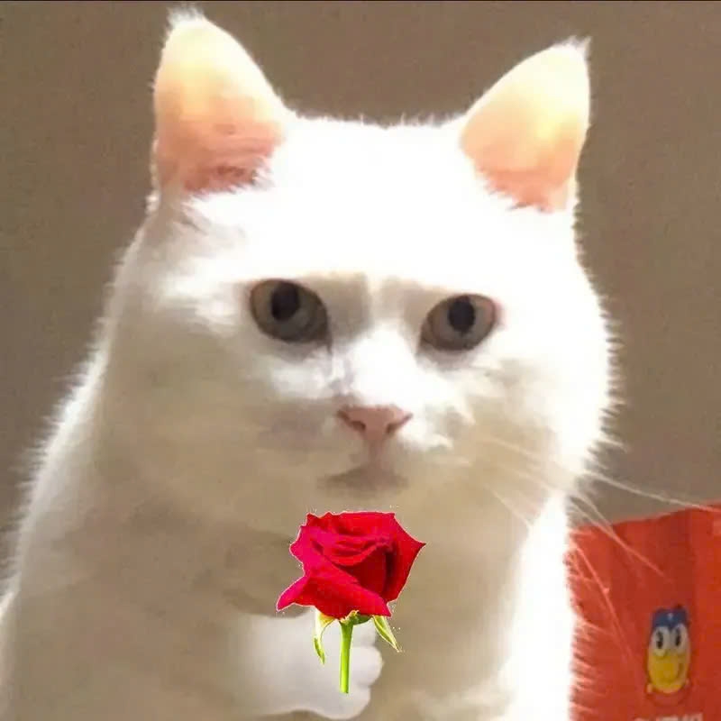 Bộ meme mèo cute dành cho cặp đôi, giúp bạn thả thính, bày tỏ cảm xúc một cách dễ thương