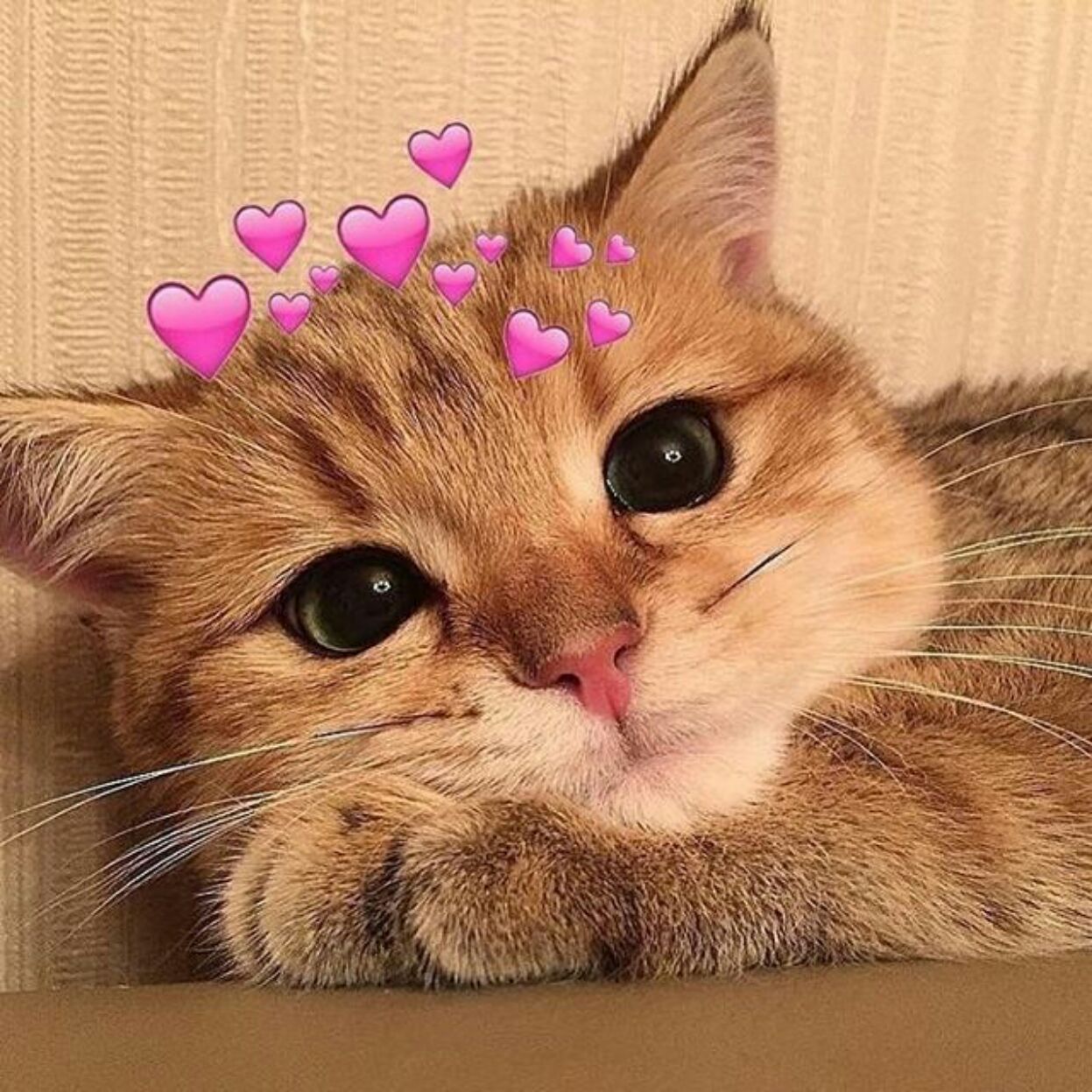 Bộ meme mèo cute dành cho cặp đôi, giúp bạn thả thính, bày tỏ cảm xúc một cách dễ thương