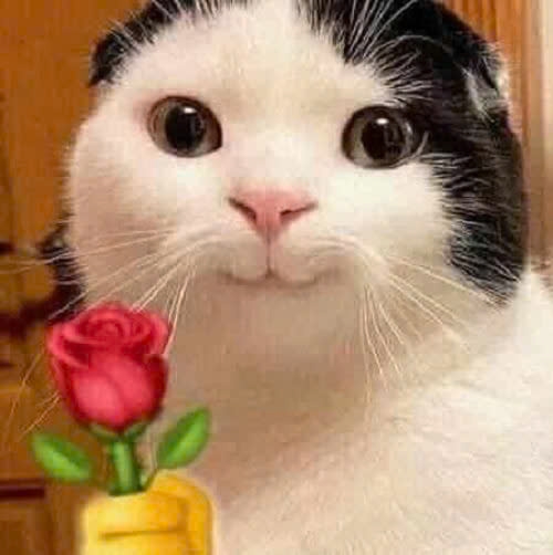 Bộ meme mèo cute dành cho cặp đôi, giúp bạn thả thính, bày tỏ cảm xúc một cách dễ thương