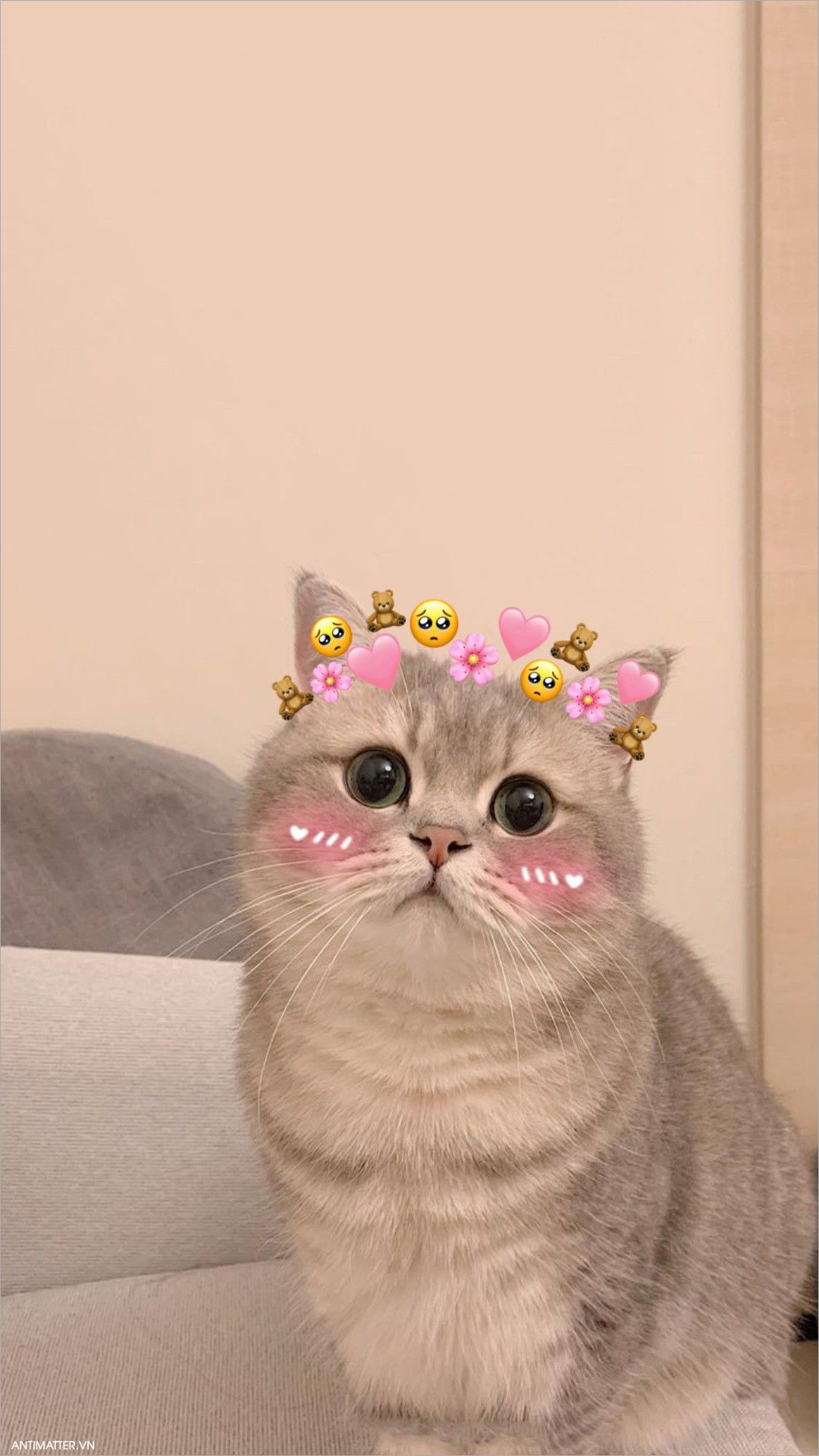 Kho meme mèo biểu cảm đa dạng giúp bạn đối phó với mọi tình huống dở khóc dở cười