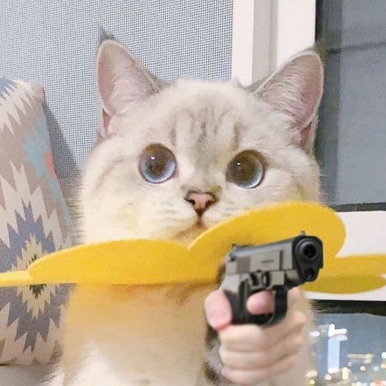 Loạt meme mèo cầm đạo cụ tác động vật lý hài hước, dùng để cà khịa bạn bè siêu hiệu quả