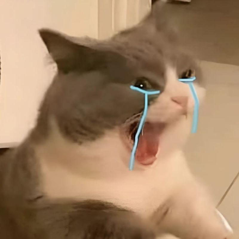 Loạt meme mèo khóc thét, gào khóc cực suy, diễn tả cảm xúc bất lực và tuyệt vọng hài hước