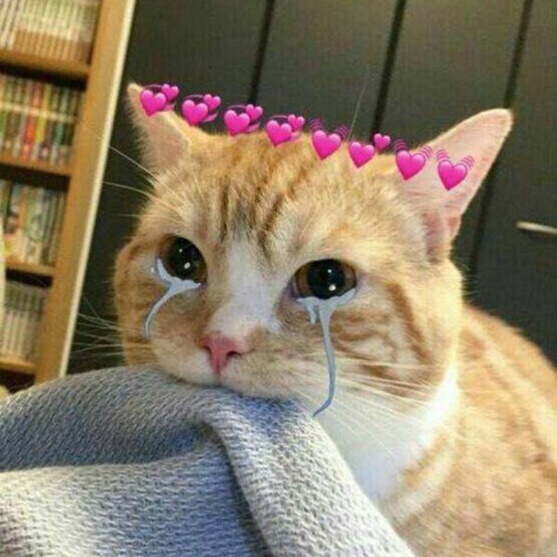 Loạt meme mèo khóc thét, gào khóc cực suy, diễn tả cảm xúc bất lực và tuyệt vọng hài hước