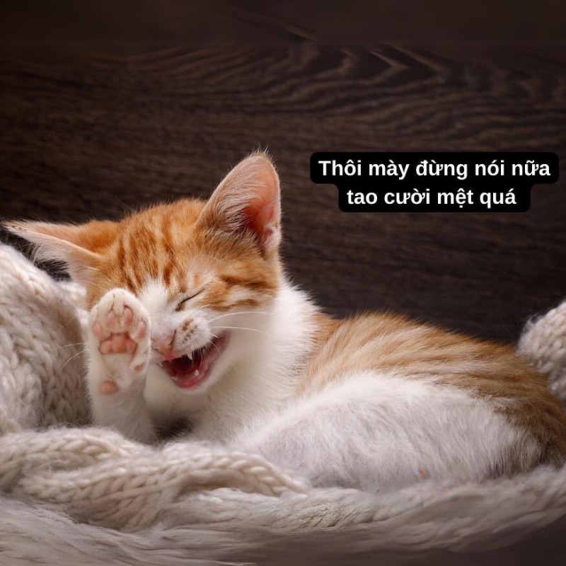 Meme mèo cười đểu, nhếch mép đầy mỉa mai, cực hợp để cà khịa nhẹ trong các cuộc trò chuyện