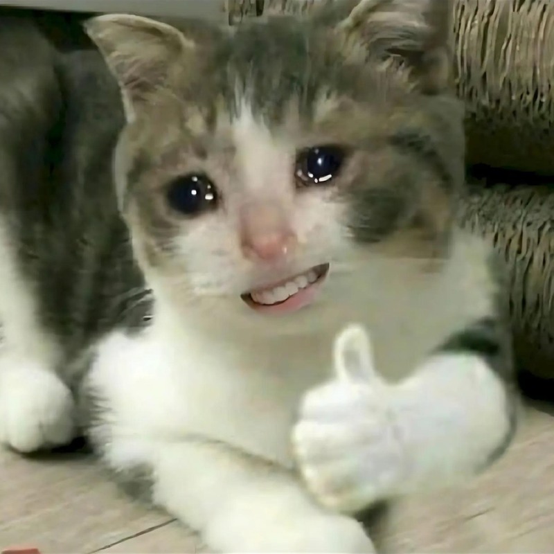 Meme mèo khóc dễ thương, pha chút cam chịu hài hước, dùng khi muốn than nhẹ đầy dí dỏm