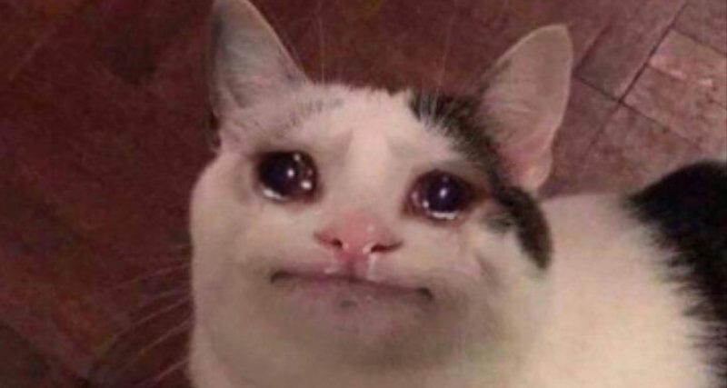Meme mèo khóc dễ thương, pha chút cam chịu hài hước, dùng khi muốn than nhẹ đầy dí dỏm