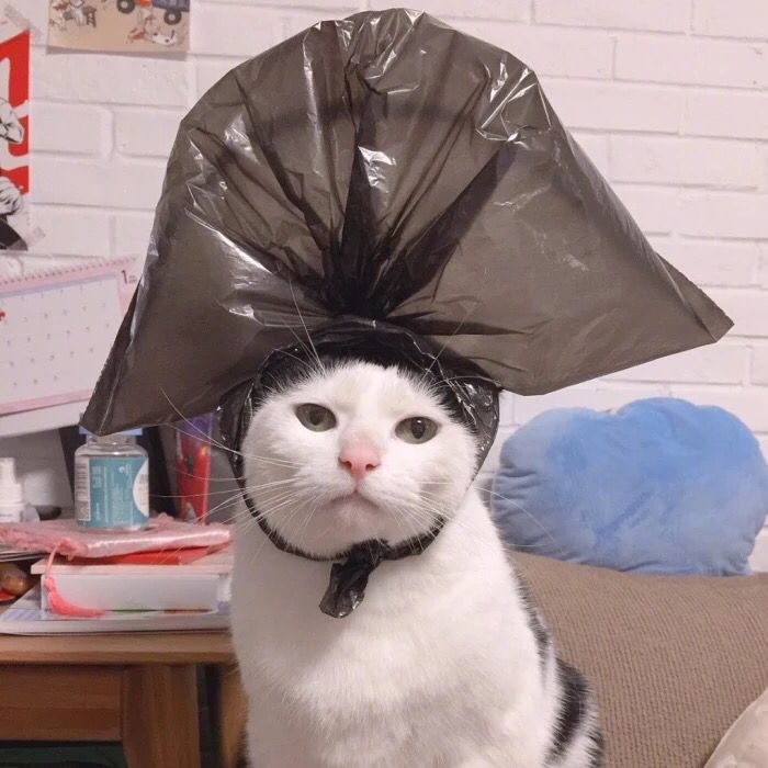 Tổng hợp meme mèo biểu cảm ngơ ngác, vô tri cực hài, phù hợp để phản ứng mọi tình huống khó đỡ