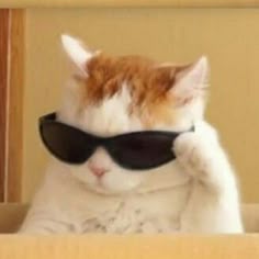Tổng hợp meme mèo biểu cảm ngơ ngác, vô tri cực hài, phù hợp để phản ứng mọi tình huống khó đỡ