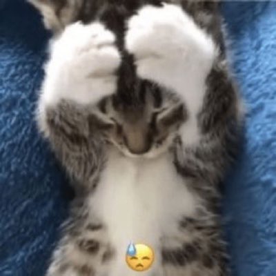 Tổng hợp meme mèo ôm đầu hoảng loạn, phù hợp khi gặp deadline hoặc tình huống stress dồn dập