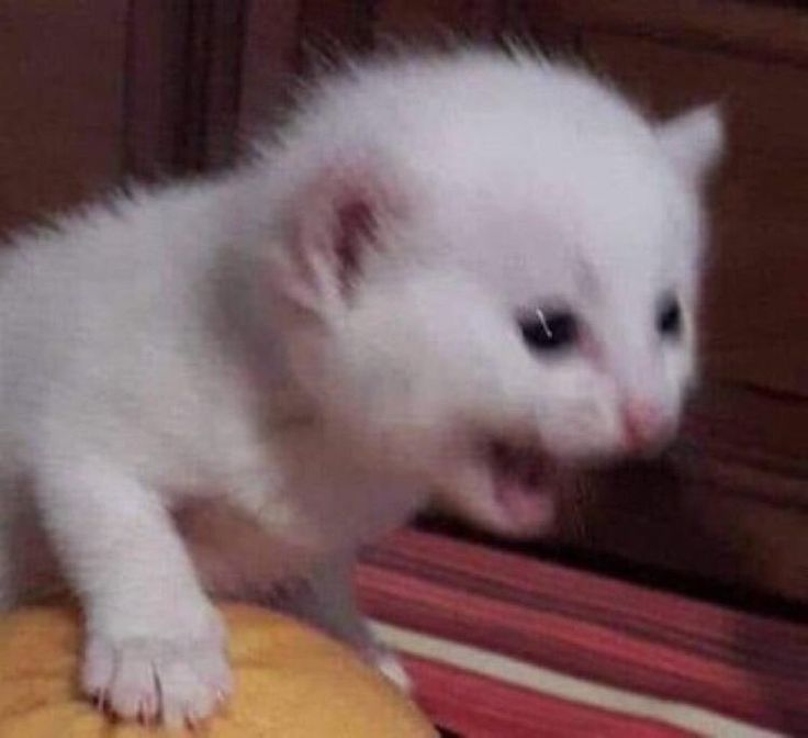 Tổng hợp meme mèo ôm đầu hoảng loạn, phù hợp khi gặp deadline hoặc tình huống stress dồn dập