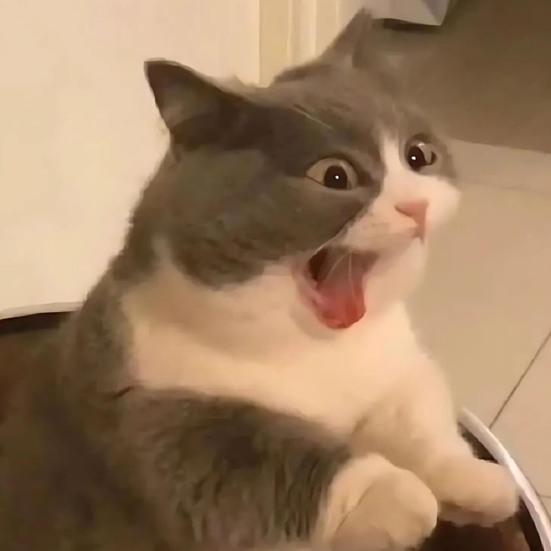 Tổng hợp meme mèo ôm đầu hoảng loạn, phù hợp khi gặp deadline hoặc tình huống stress dồn dập