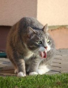 Tổng hợp meme mèo ôm đầu hoảng loạn, phù hợp khi gặp deadline hoặc tình huống stress dồn dập