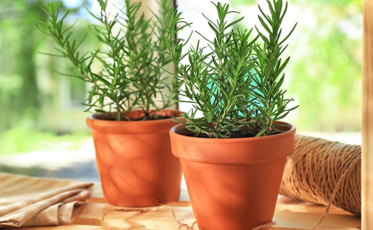 Cây hương thảo là một loại cây với rất nhiều công dụng quý
