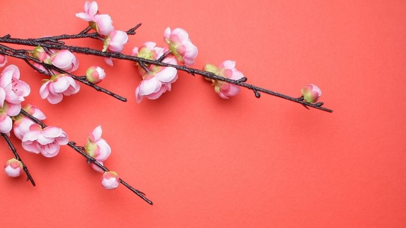 Background hoa mai vàng, đào hồng rực rỡ mang hơi thở mùa xuân, tạo cảm giác tươi mới và đầy sức sống