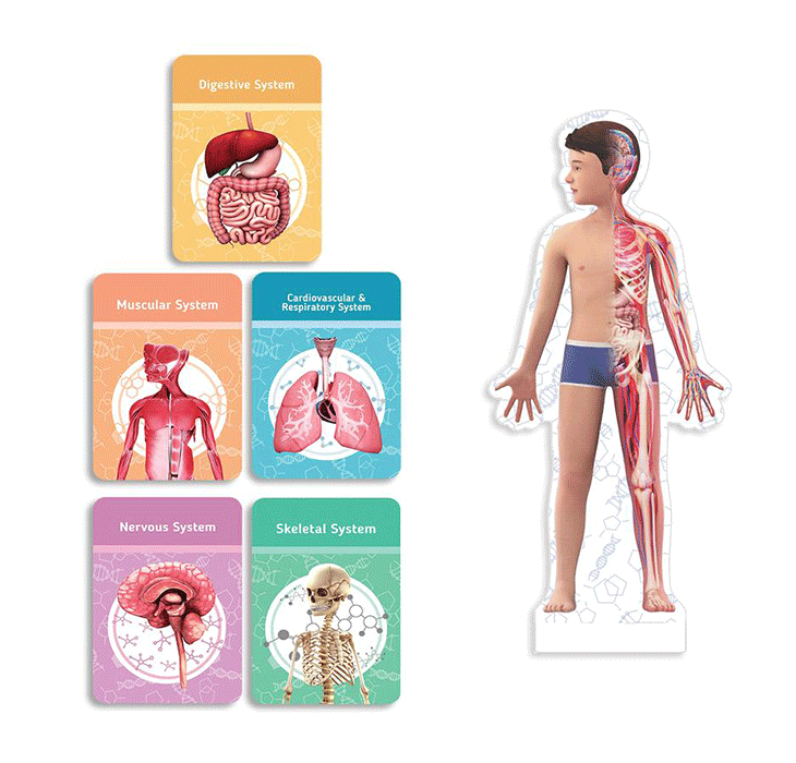 Flash card cho ứng dụng Humanoid 4D+