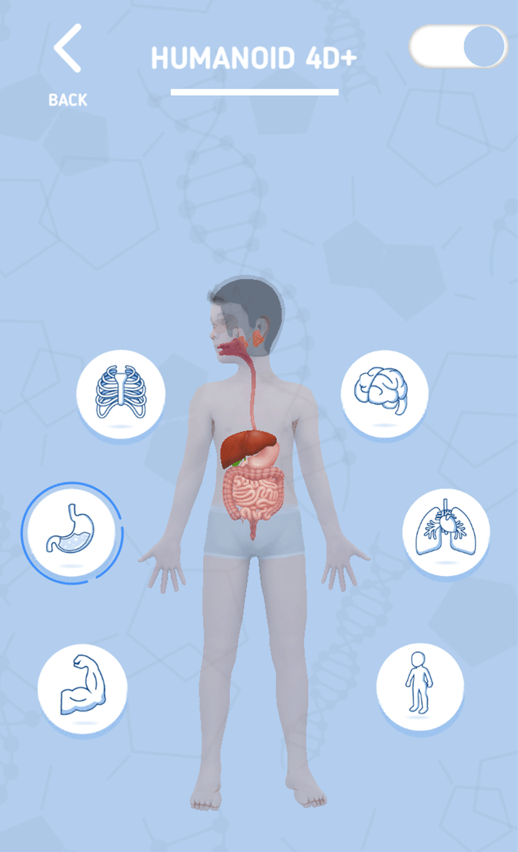 Hệ tiêu hoá quan sát dưới ứng dụng Humanoid 4D+