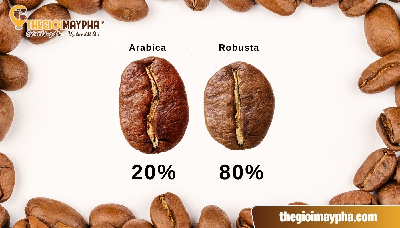 Bí quyết trộn cafe ngon với tỷ lệ 20% Arabica, 80% Robusta