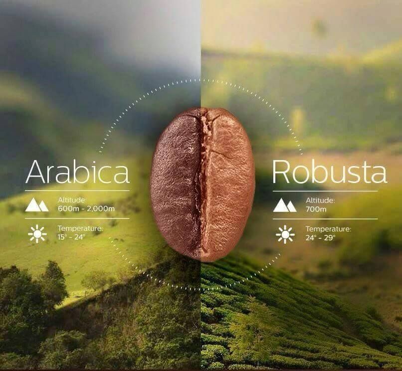 cà phê Arabica