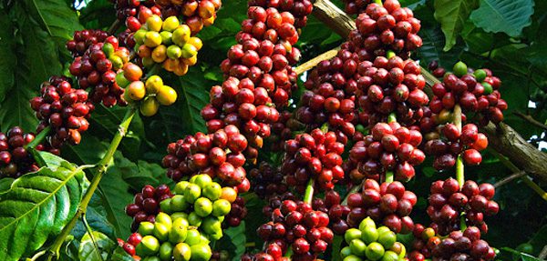 ca-phe-robusta-trong-o-dau