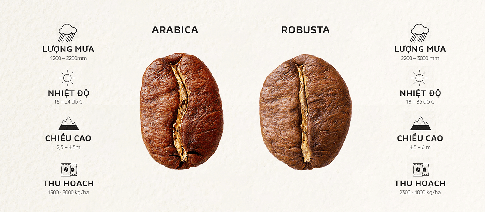 Cà phê Arabica và Robusta khác nhau như thế nào ?