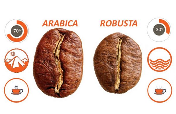 cà phê robusta là gì