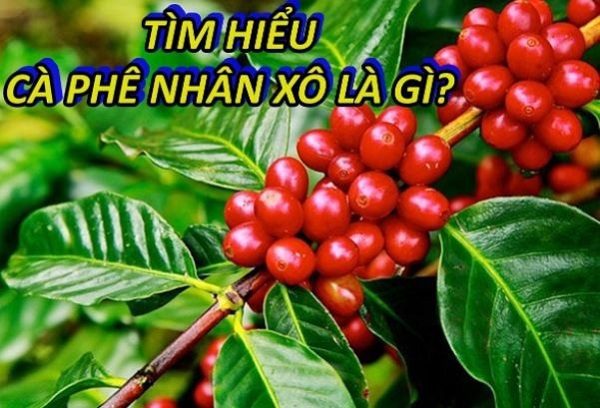 ca-phe-nhan-xo-la-gi