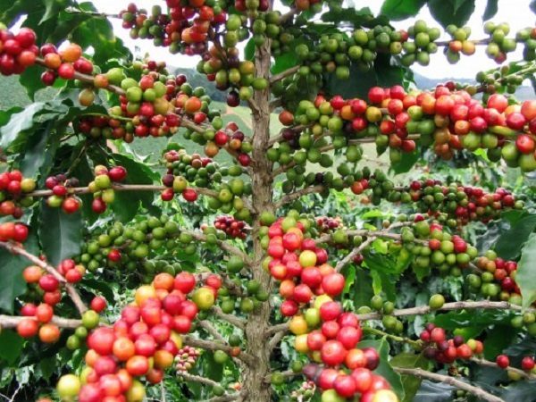 Cây cà phê đang tới mùa chín