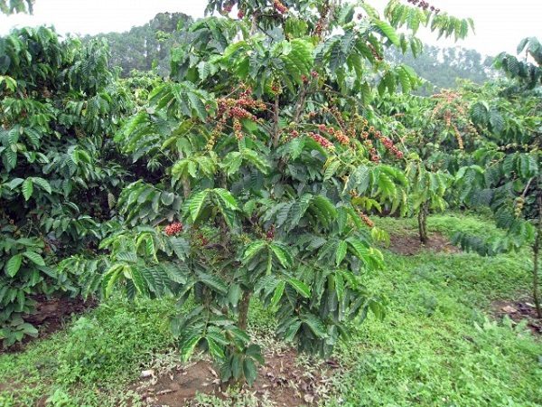 Thân của cây cà phê trưởng thành