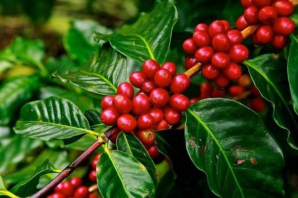Quả cà phê chuyển đỏ khi chín
