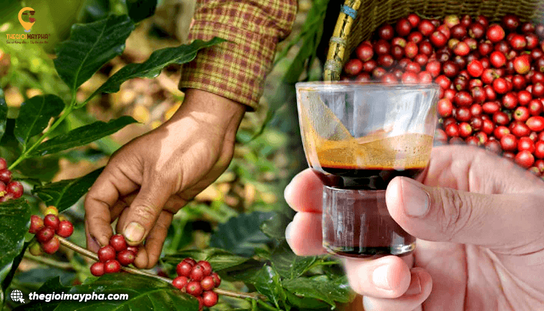 Single Origin là gì? Tìm hiểu đặc điểm và lý do ngày càng được yêu thích trong thế giới cà phê